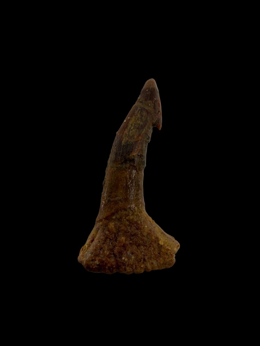 Onchopristus Rostral Spine/tooth, Sawfish Fossil (1.30") – Cretaceous, Morocco - FossilsAndMore