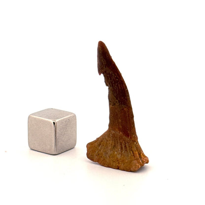 Onchopristus Rostral Spine/tooth, Sawfish Fossil (1.30") – Cretaceous, Morocco - FossilsAndMore