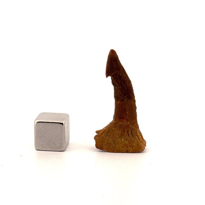 Onchopristus Rostral Spine/tooth, Sawfish Fossil (1.30") – Cretaceous, Morocco - FossilsAndMore