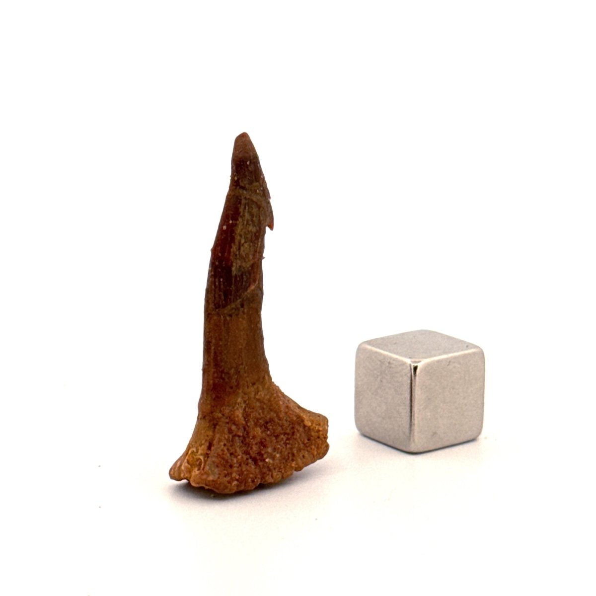 Onchopristus Rostral Spine/tooth, Sawfish Fossil (1.30") – Cretaceous, Morocco - FossilsAndMore