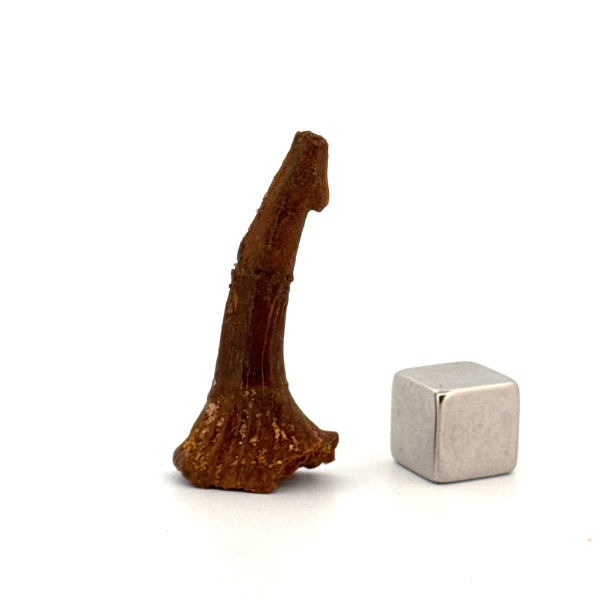 Onchopristus Rostral Spine/tooth, Sawfish Fossil (1.40") – Cretaceous, Morocco - FossilsAndMore