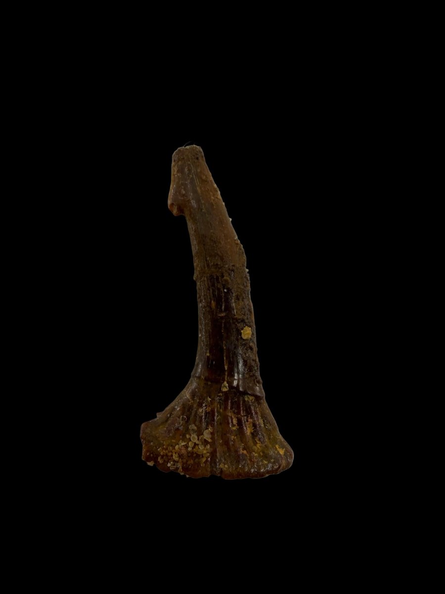 Onchopristus Rostral Spine/tooth, Sawfish Fossil (1.40") – Cretaceous, Morocco - FossilsAndMore