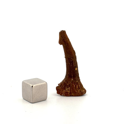 Onchopristus Rostral Spine/tooth, Sawfish Fossil (1.40") – Cretaceous, Morocco - FossilsAndMore