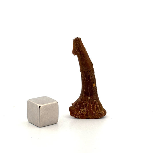 Onchopristus Rostral Spine/tooth, Sawfish Fossil (1.40") – Cretaceous, Morocco - FossilsAndMore