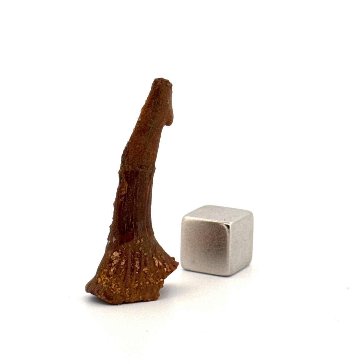 Onchopristus Rostral Spine/tooth, Sawfish Fossil (1.40") – Cretaceous, Morocco - FossilsAndMore