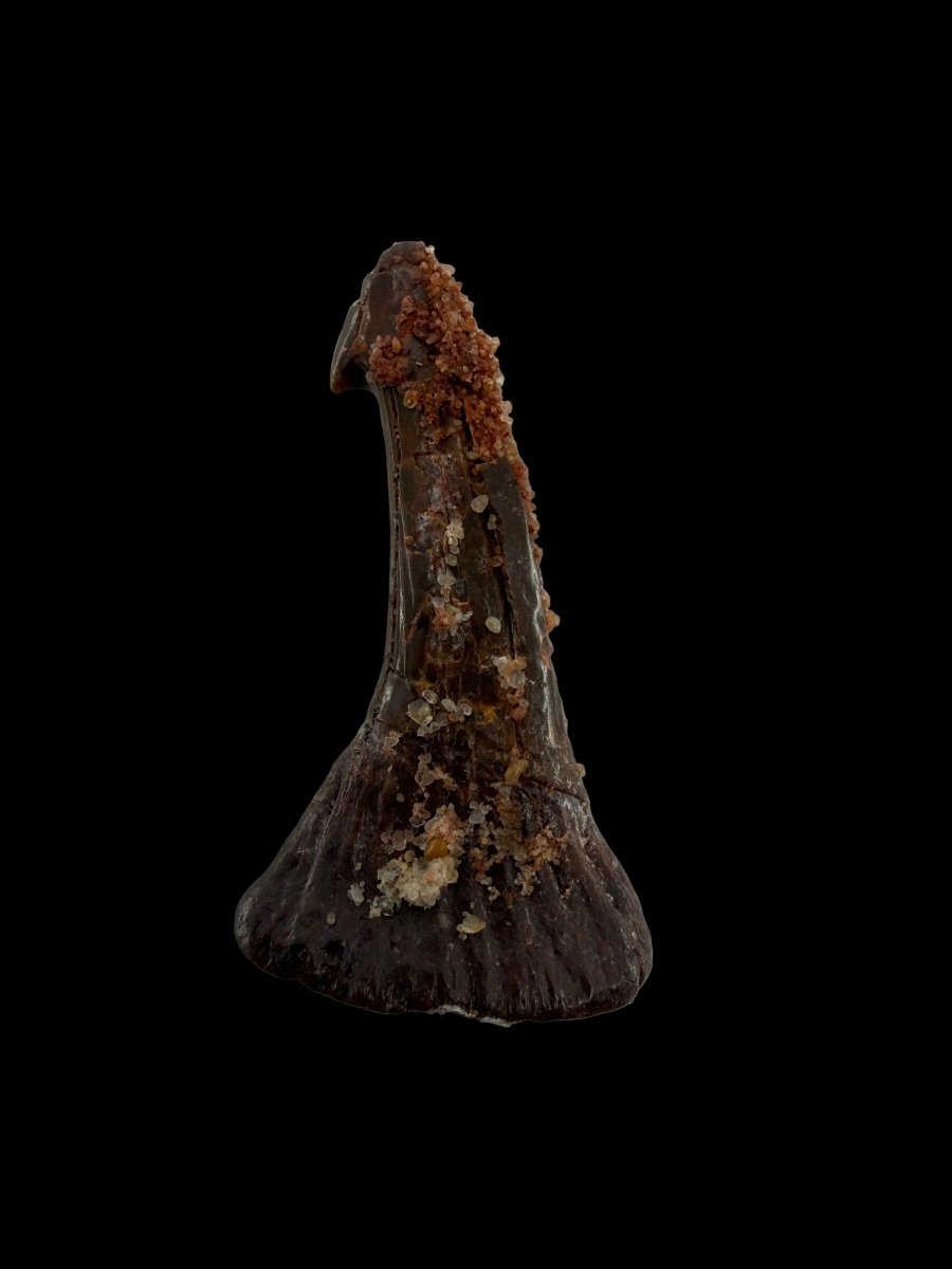Onchopristus Rostral Spine/tooth, Sawfish Fossil (1.56") – Cretaceous, Morocco - FossilsAndMore