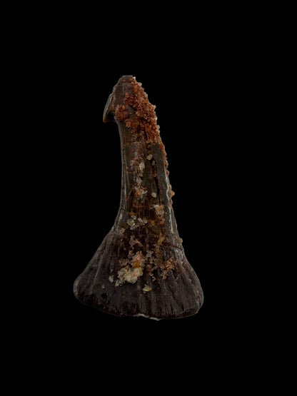 Onchopristus Rostral Spine/tooth, Sawfish Fossil (1.56") – Cretaceous, Morocco - FossilsAndMore