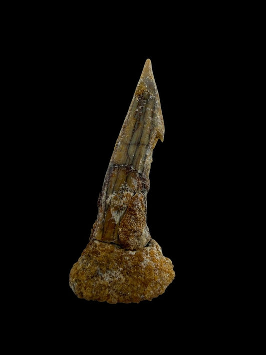 Onchopristus Rostral Spine/tooth, Sawfish Fossil (1.66") – Cretaceous, Morocco - FossilsAndMore