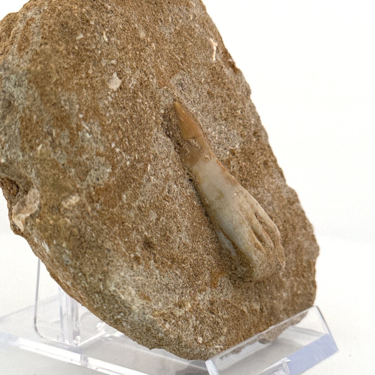 Onchosaurus Marocanus Rostral Tooth Fossil (1.55") – Cretaceous, Morocco - FossilsAndMore