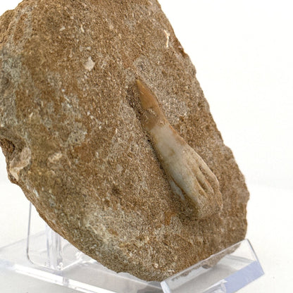 Onchosaurus Marocanus Rostral Tooth Fossil (1.55") – Cretaceous, Morocco - FossilsAndMore