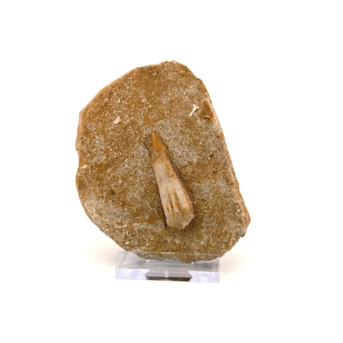 Onchosaurus Marocanus Rostral Tooth Fossil (1.55") – Cretaceous, Morocco - FossilsAndMore