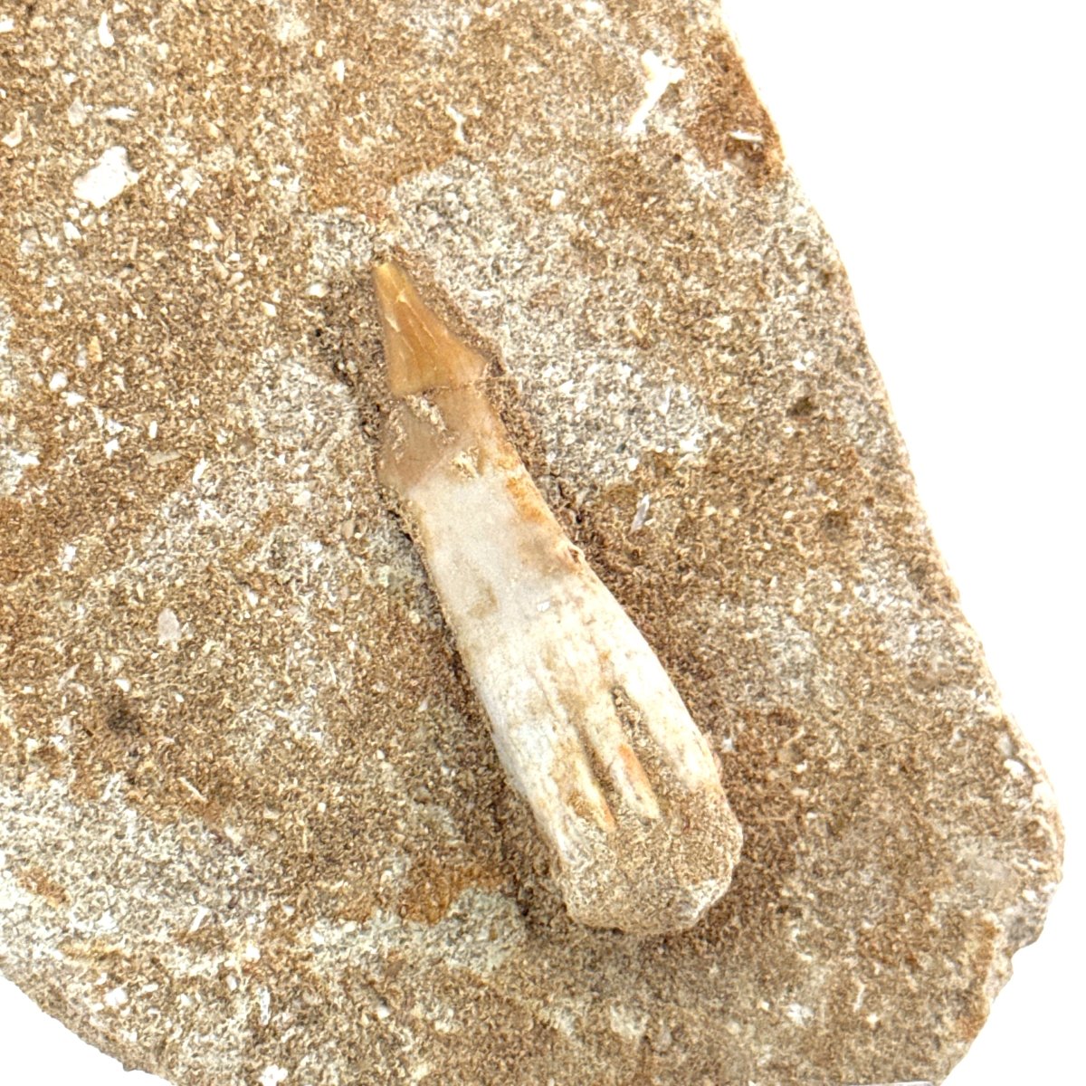 Onchosaurus Marocanus Rostral Tooth Fossil (1.55") – Cretaceous, Morocco - FossilsAndMore