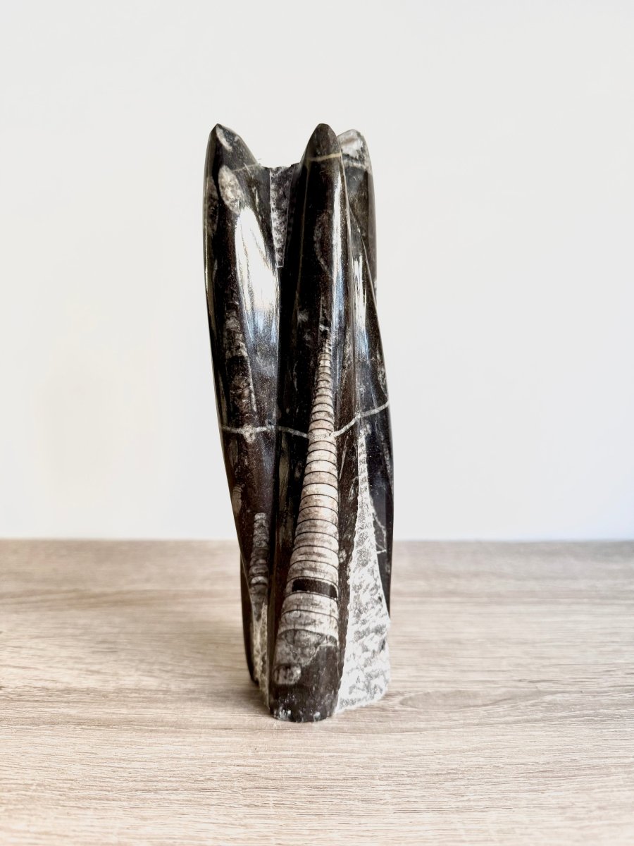 Orthoceras Cephalopod Fossil (+/ - 8.00") - Devonian, Morocco - FossilsAndMore