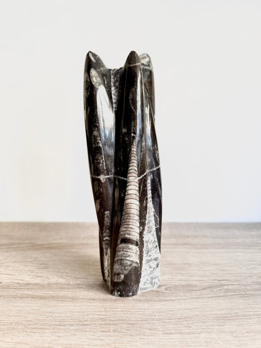 Orthoceras Cephalopod Fossil (+/ - 8.00") - Devonian, Morocco - FossilsAndMore