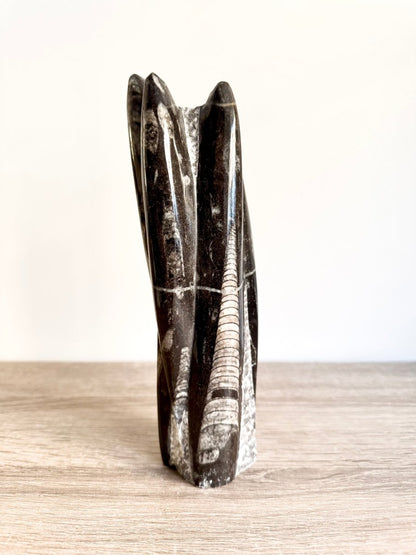 Orthoceras Cephalopod Fossil (+/ - 8.00") - Devonian, Morocco - FossilsAndMore