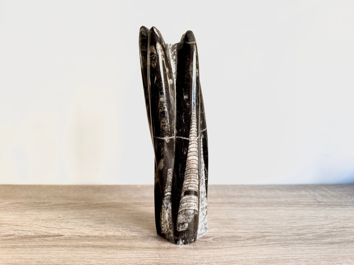 Orthoceras Cephalopod Fossil (+/ - 8.00") - Devonian, Morocco - FossilsAndMore