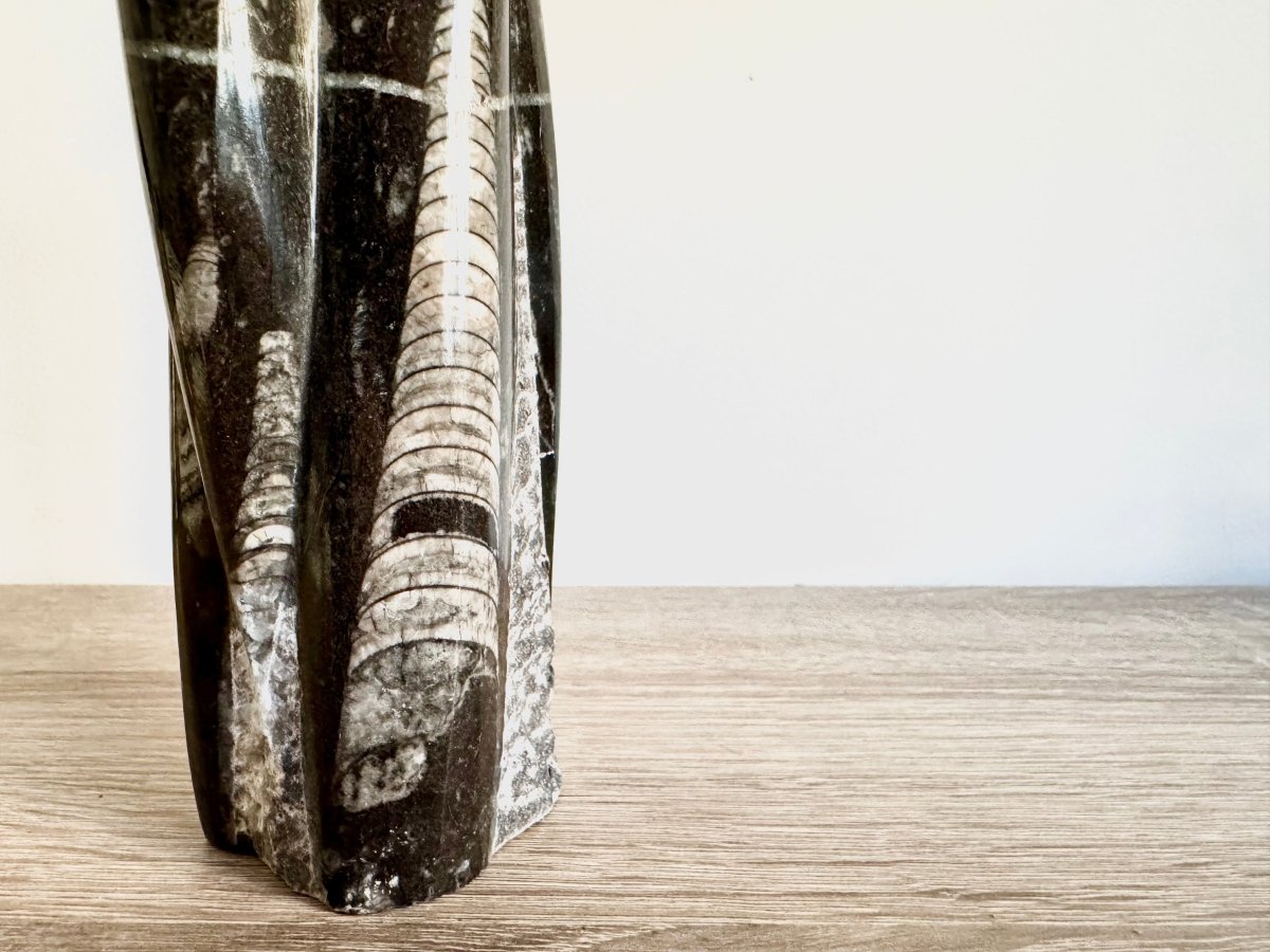 Orthoceras Cephalopod Fossil (+/ - 8.00") - Devonian, Morocco - FossilsAndMore