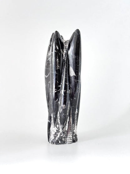Orthoceras Cephalopod Fossil (+/- 8.00") - Devonian, Morocco - FossilsAndMore