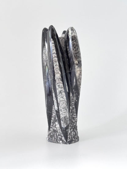 Orthoceras Cephalopod Fossil (+/- 8.00") - Devonian, Morocco - FossilsAndMore