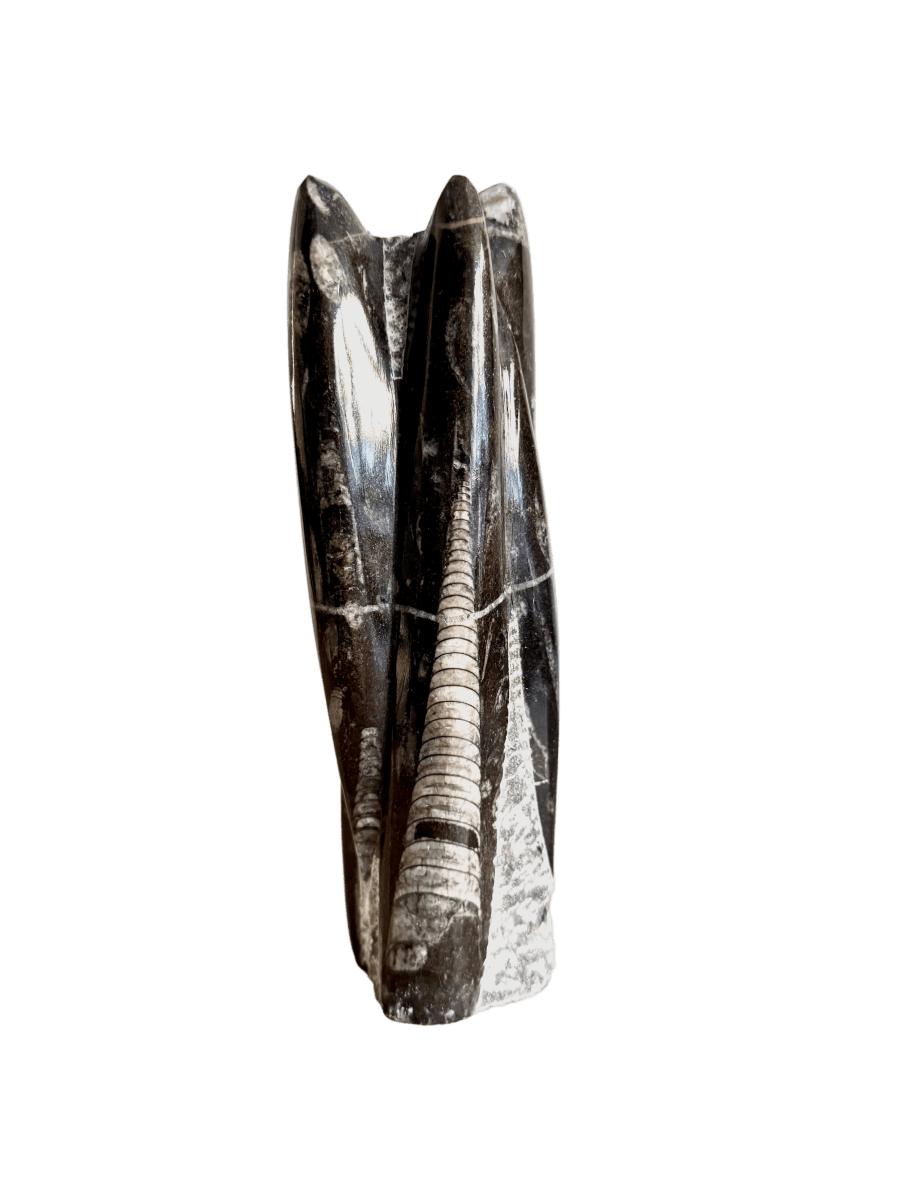 Orthoceras Cephalopod Fossil (+/ - 8.00") - Devonian, Morocco - FossilsAndMore