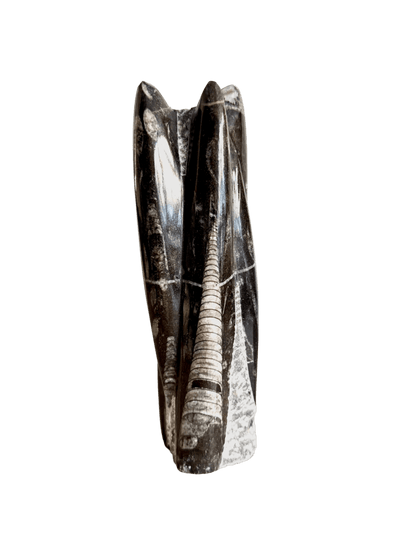 Orthoceras Cephalopod Fossil (+/ - 8.00") - Devonian, Morocco - FossilsAndMore