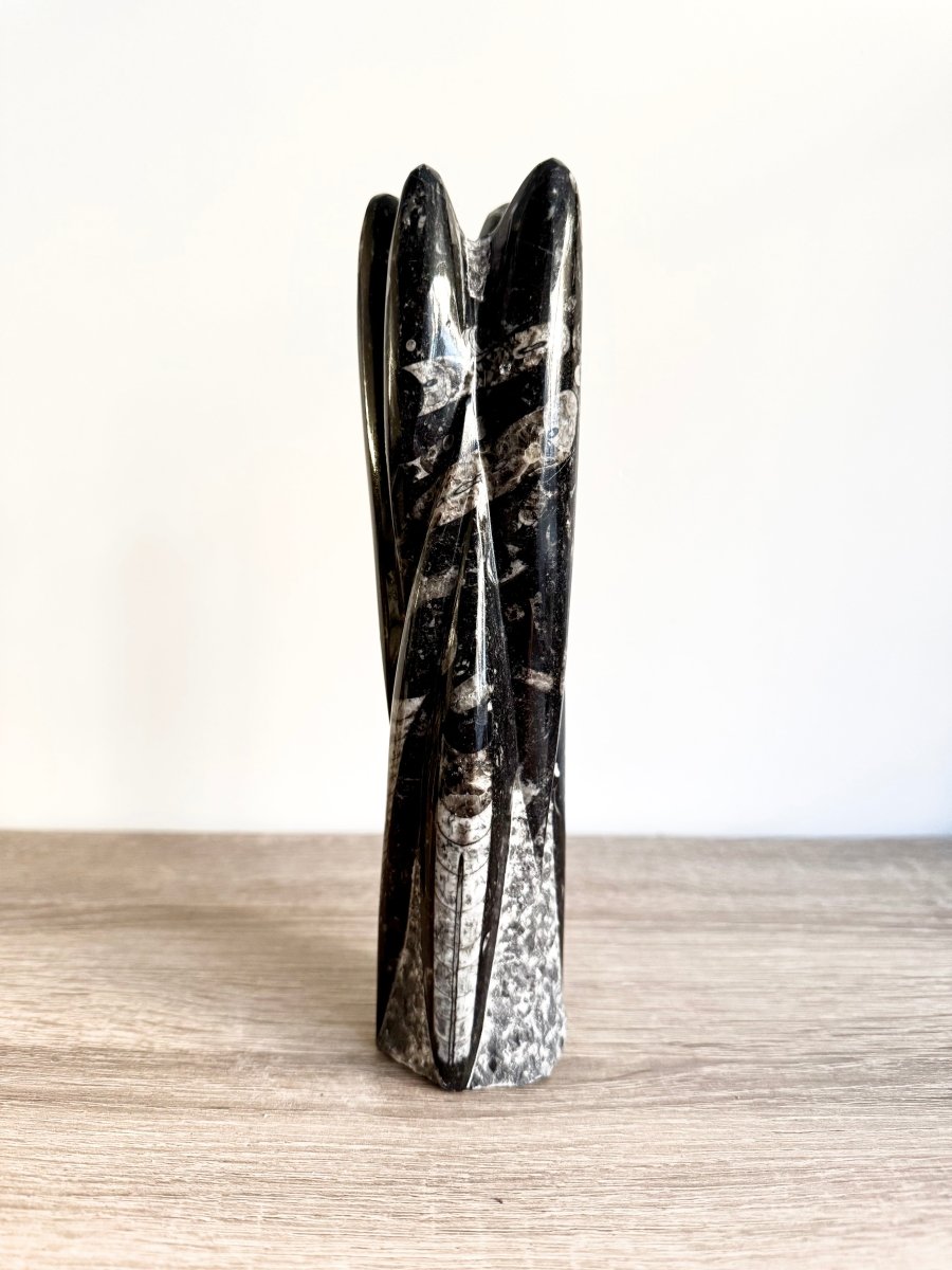 Orthoceras Cephalopod Fossil (+/ - 8.50") - Devonian, Morocco - FossilsAndMore