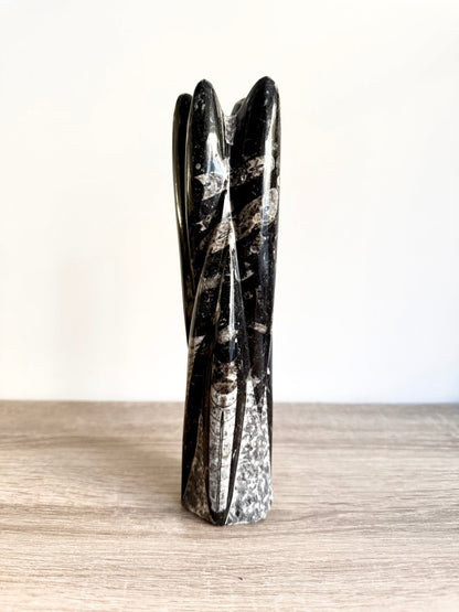 Orthoceras Cephalopod Fossil (+/ - 8.50") - Devonian, Morocco - FossilsAndMore