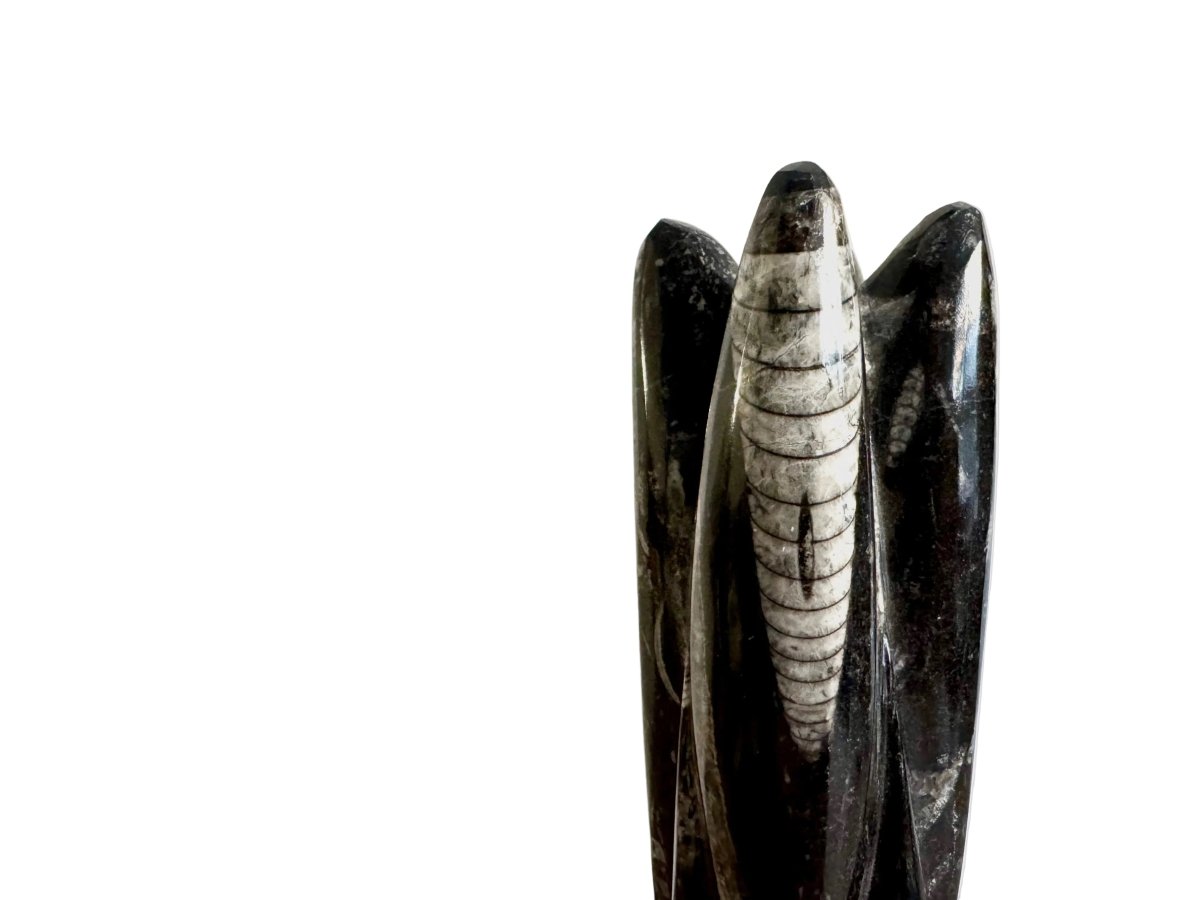 Orthoceras Cephalopod Fossil (+/ - 8.50") - Devonian, Morocco - FossilsAndMore