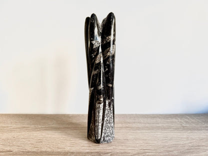 Orthoceras Cephalopod Fossil (+/ - 8.50") - Devonian, Morocco - FossilsAndMore