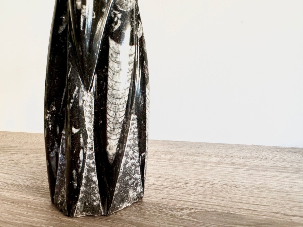 Orthoceras Cephalopod Fossil (+/ - 8.50") - Devonian, Morocco - FossilsAndMore