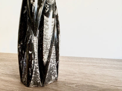 Orthoceras Cephalopod Fossil (+/ - 8.50") - Devonian, Morocco - FossilsAndMore