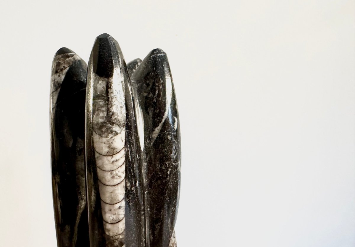 Orthoceras Cephalopod Fossil (+/ - 8.50") - Devonian, Morocco - FossilsAndMore