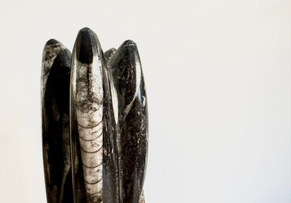 Orthoceras Cephalopod Fossil (+/ - 8.50") - Devonian, Morocco - FossilsAndMore