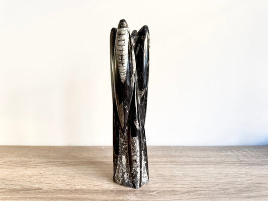 Orthoceras Cephalopod Fossil (+/ - 8.50") - Devonian, Morocco - FossilsAndMore