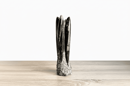 Orthoceras Cephalopod Fossil (+/ - 9.00") - Devonian, Morocco - FossilsAndMore