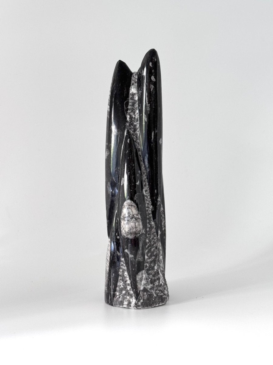 Orthoceras Cephalopod Fossil (+/- 9.00") - Devonian, Morocco - FossilsAndMore