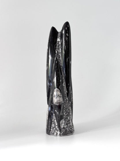 Orthoceras Cephalopod Fossil (+/- 9.00") - Devonian, Morocco - FossilsAndMore