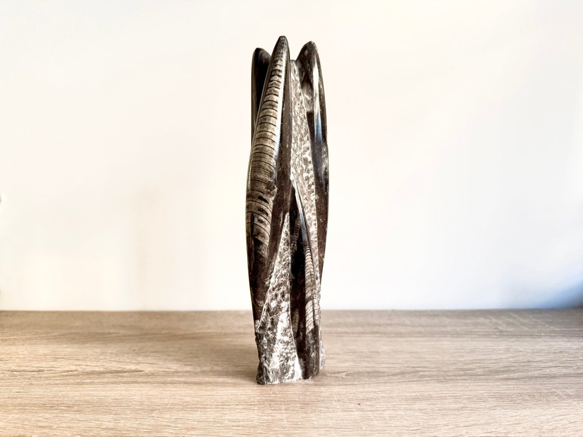 Orthoceras Cephalopod Fossil (+/ - 9.00") - Devonian, Morocco - FossilsAndMore