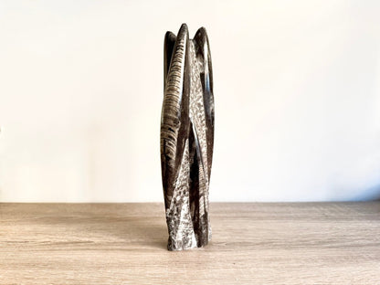 Orthoceras Cephalopod Fossil (+/ - 9.00") - Devonian, Morocco - FossilsAndMore