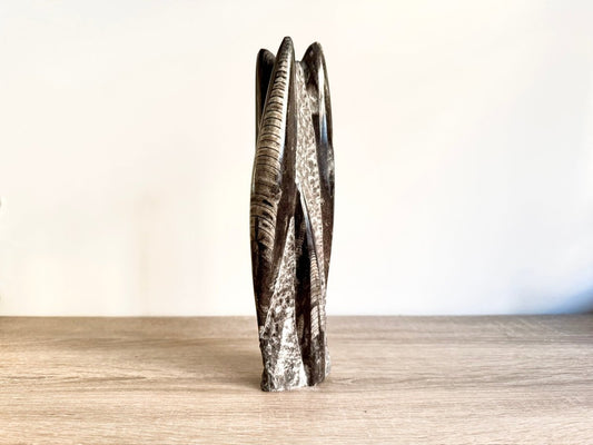 Orthoceras Cephalopod Fossil (+/ - 9.00") - Devonian, Morocco - FossilsAndMore