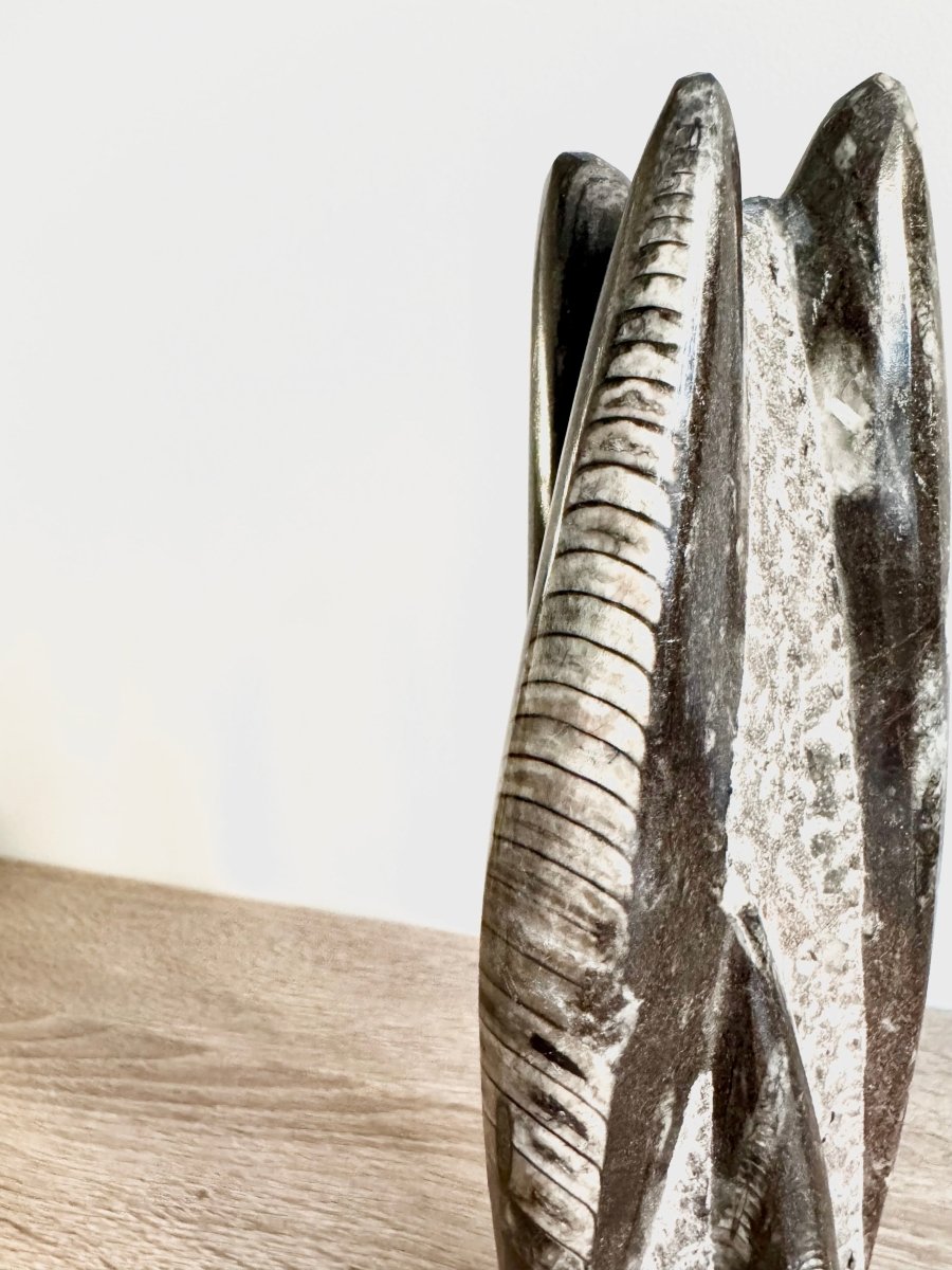 Orthoceras Cephalopod Fossil (+/ - 9.00") - Devonian, Morocco - FossilsAndMore