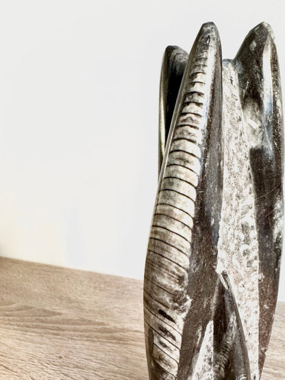 Orthoceras Cephalopod Fossil (+/ - 9.00") - Devonian, Morocco - FossilsAndMore