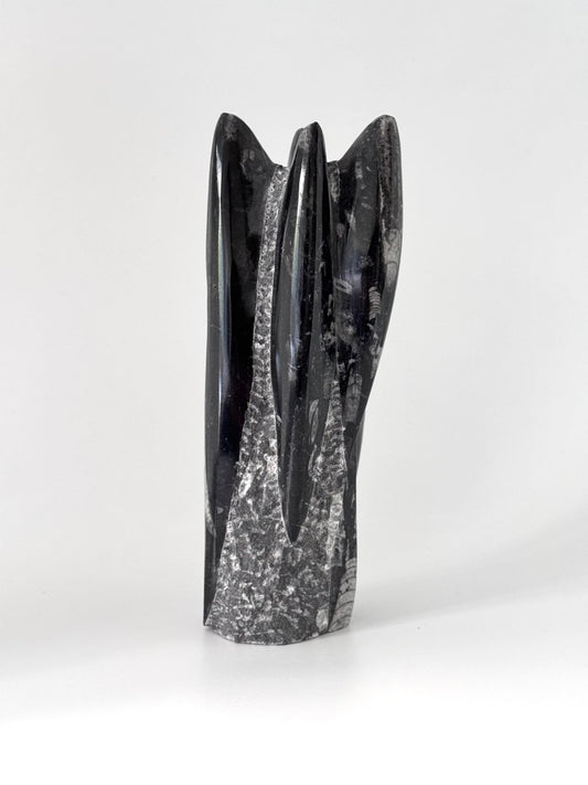 Orthoceras Cephalopod Fossil (+/- 9.00") - Devonian, Morocco - FossilsAndMore