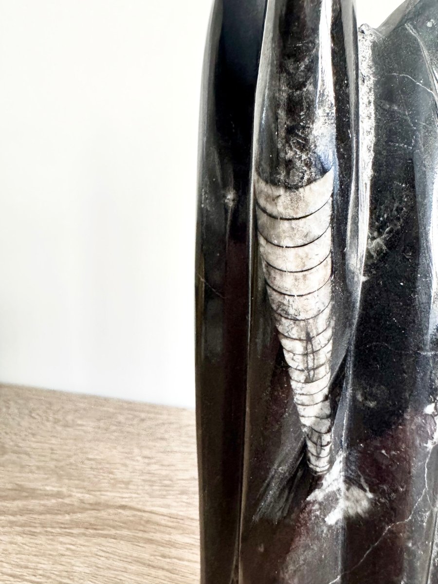 Orthoceras Cephalopod Fossil (+/ - 9.00") - Devonian, Morocco - FossilsAndMore