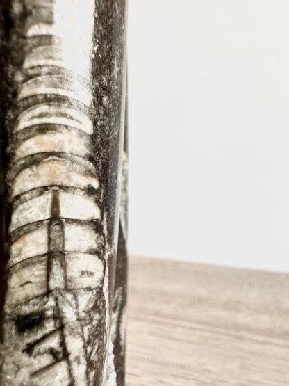 Orthoceras Cephalopod Fossil (+/ - 9.00") - Devonian, Morocco - FossilsAndMore