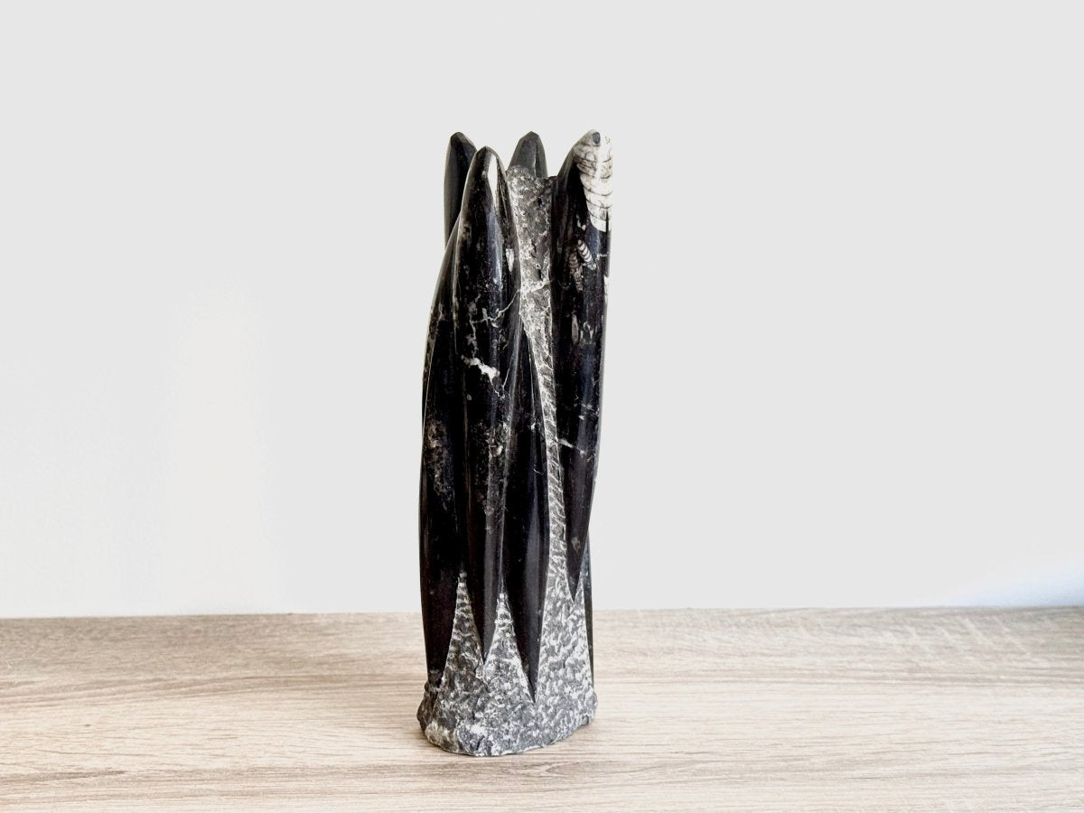 Orthoceras Cephalopod Fossil (+/ - 9.00") - Devonian, Morocco - FossilsAndMore