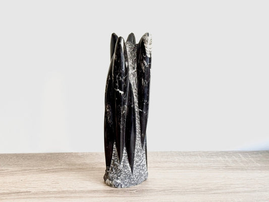 Orthoceras Cephalopod Fossil (+/ - 9.00") - Devonian, Morocco - FossilsAndMore