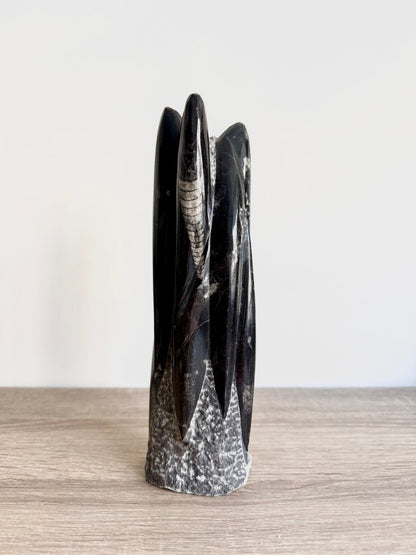 Orthoceras Cephalopod Fossil (+/ - 9.00") - Devonian, Morocco - FossilsAndMore