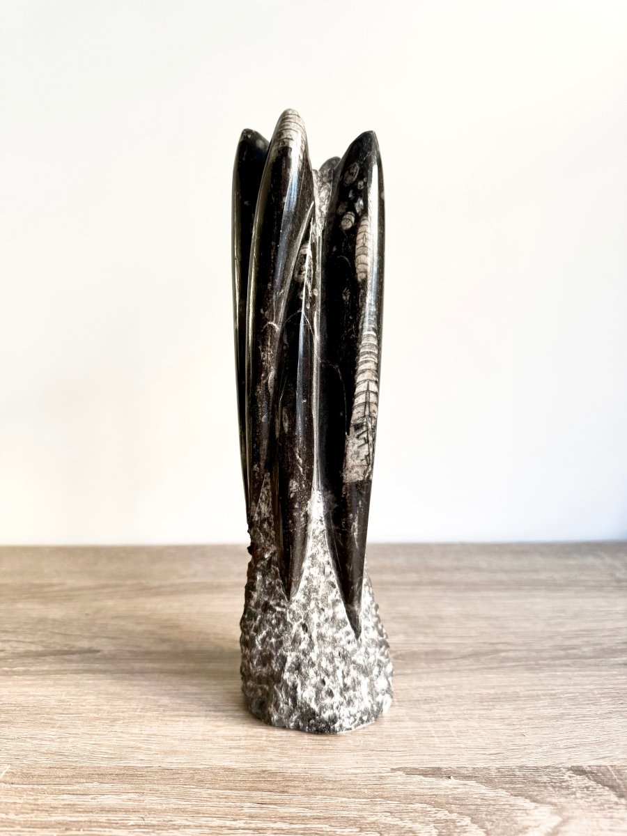 Orthoceras Cephalopod Fossil (+/ - 9.00") - Devonian, Morocco - FossilsAndMore