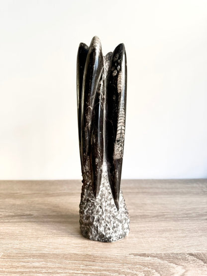 Orthoceras Cephalopod Fossil (+/ - 9.00") - Devonian, Morocco - FossilsAndMore